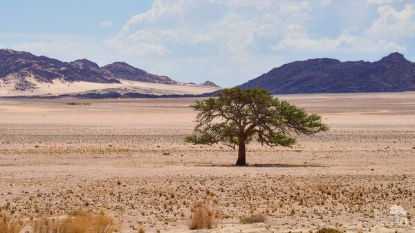 BestPlacesAfrica Namibia Tree