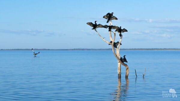 BestPlacesAfrica Simbabwe Karibasee Voegel