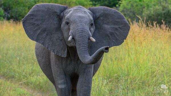 BestPlacesAfrica Young Elephant