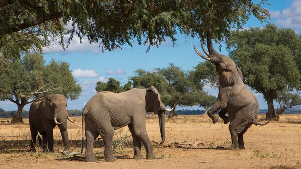 BestPlacesAfrica Mana Pools Elefanten Foto By IStock