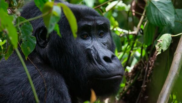 BestPlacesAfrica Uganda Bwindi IF Gorilla Foto By WildPlacesAfrica