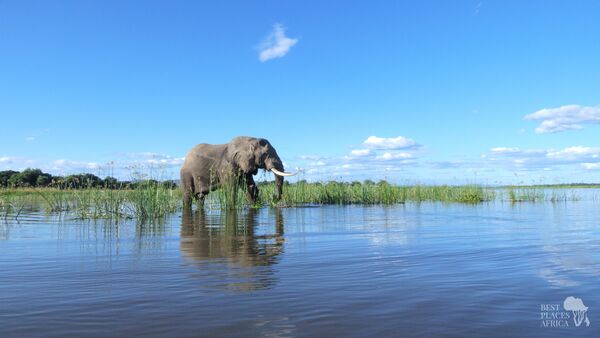 BestPlacesAfrica Simbabwe Elefant Im Wasser