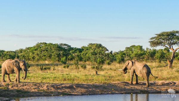 BestPlacesAfrica Simbabwe Zwei Elefanten