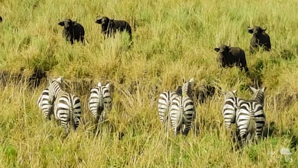 BestPlacesAfrica Uganda Zebras