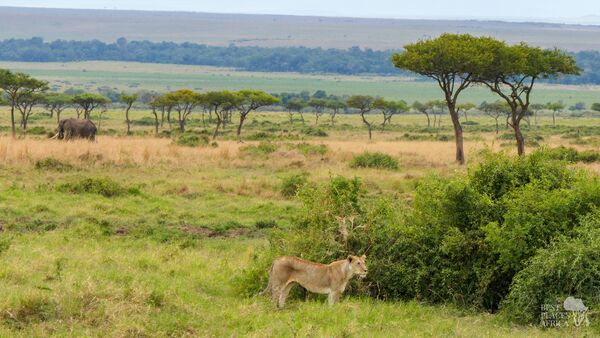 BestPlacesAfrica Kenia Lion