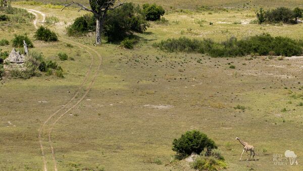 BestPlacesAfrica Botswana Helicopterflight Giraffe