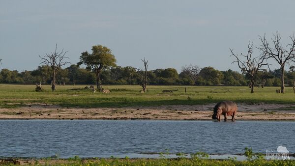 BestPlacesAfrica Hippo Am Fluss
