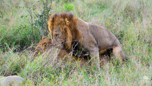 BestPlacesAfrica Suedafrika Mala Mala Lions
