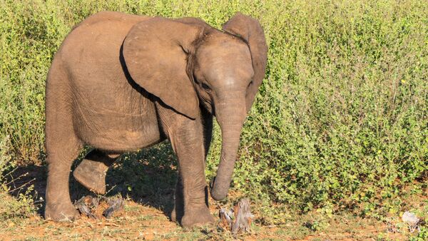 BestPlacesAfrica Simbabwe Babyelephant