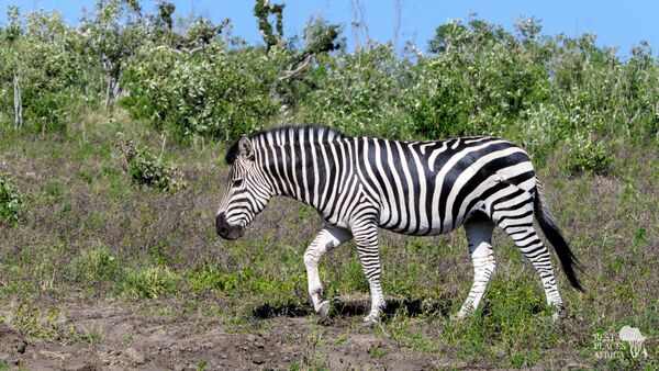 BestPlacesAfrica Simbabwe Zebra