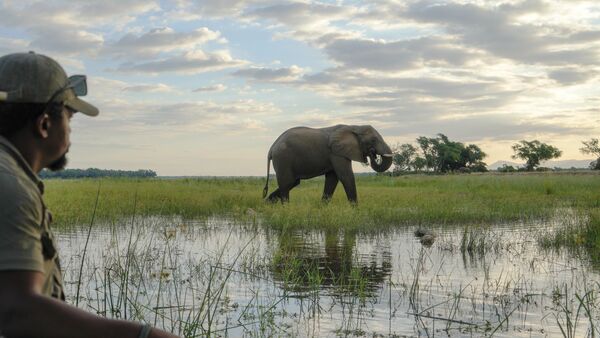BestPlacesAfrica Simbabwe Elephant Foto By Verena Mulder