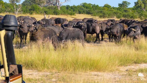 BestPlacesAfrica Simbabwe Gnuherde Jeep