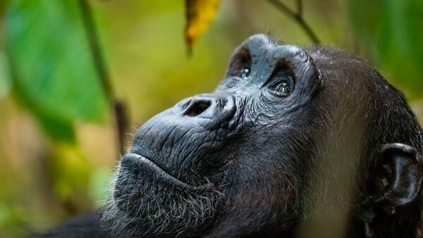 BestPlacesAfrica Tansania Foto By NomadTanzania Chimpanzee Greystoke Mahale