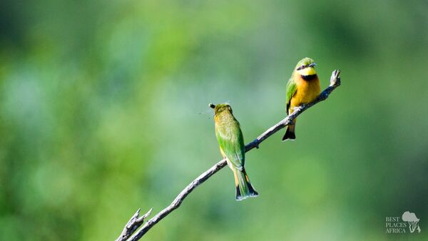 BestPlacesAfrica Suedafrika Voegel Libelle