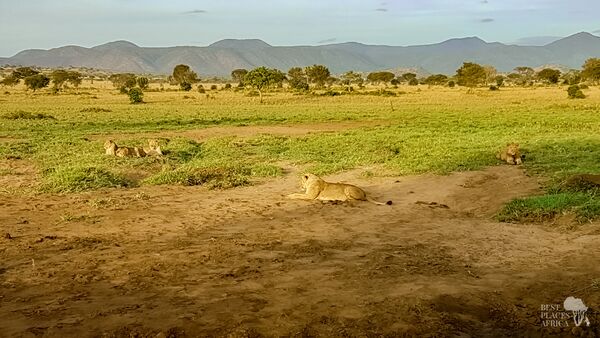 BestPlacesAfrica Uganda Lions