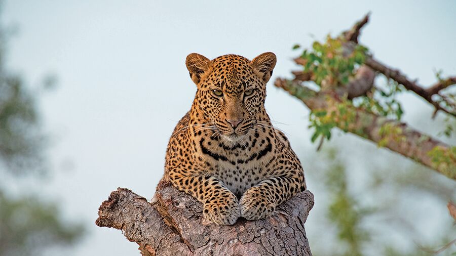 8100435 Malamalaleo Kl