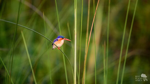 BestPlacesAfrica Botswana Eisvogel