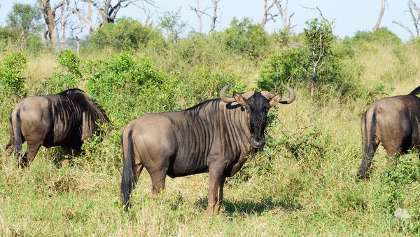 BestPlacesAfrica Suedafrika Gnus