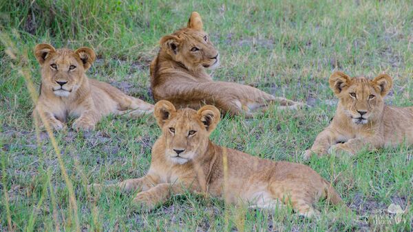 BestPlacesAfrica Vier Junge Loewen