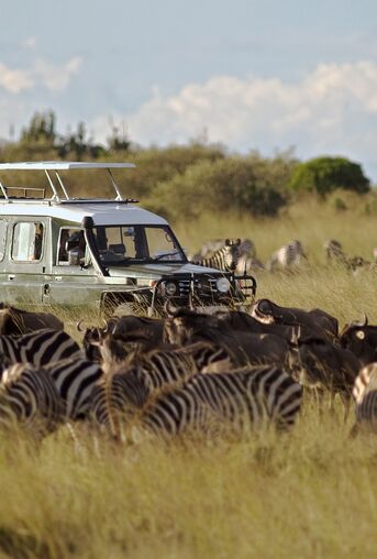 Safari Jeep Zebra Migration