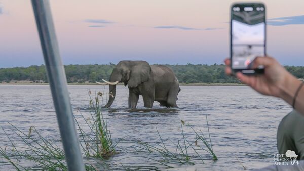 BestPlacesAfrica Simbabwe Handy Elefant