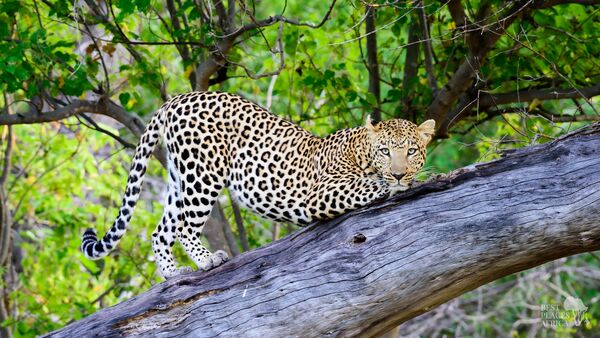 BestPlacesAfrica Leopard