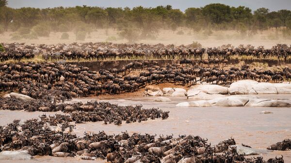 BestPlacesAfrica Tansania Gnu River Crossing Foto By NomadTanzania