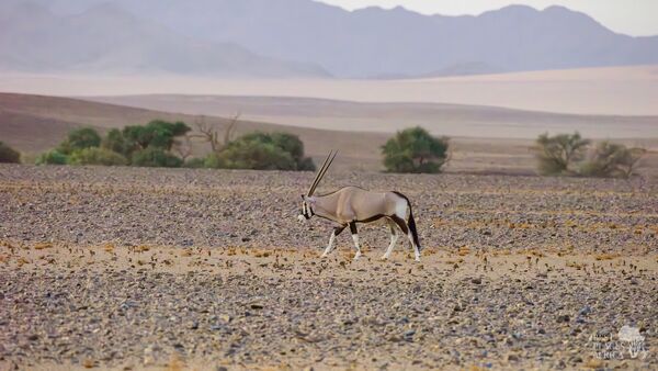 BestPlacesAfrica Namibia Oryx