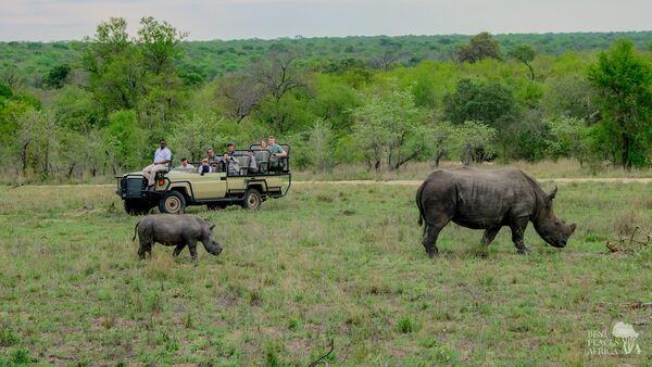 BestPlacesAfrica Suedafrika Rhino And Baby