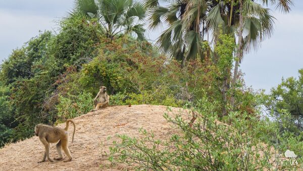 BestPlacesAfrica Simbabwe Affen