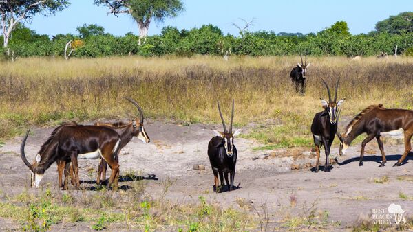 BestPlacesAfrica Simbabwe Antilopen