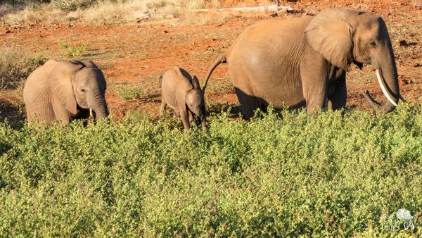 BestPlacesAfrica Simbabwe Elefantenfamilie