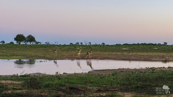 BestPlacesAfrica Simbabwe Giraffen Am Wasser