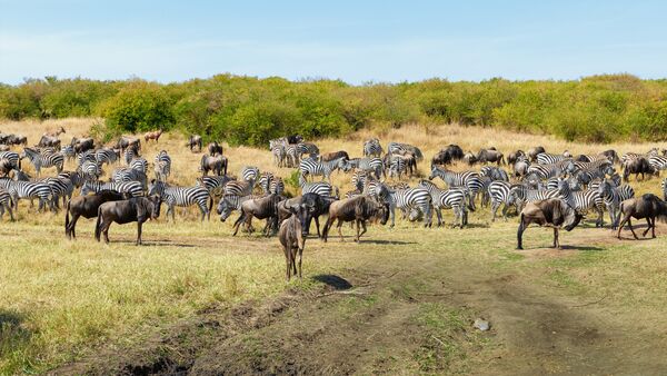 BestPlacesAfrica Kenia Masai Mara Migration Foto By IStock Herbert Lewald