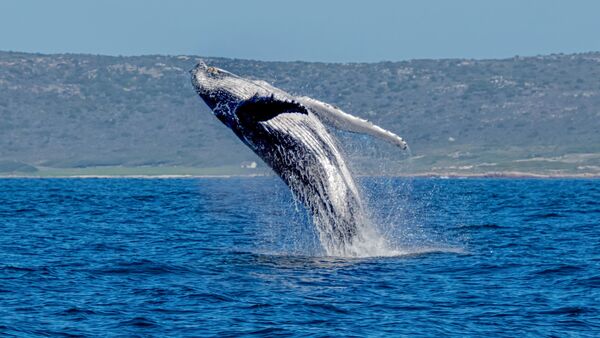 BestPlacesAfrica Suedafrika Knysna Wale Watching Foto By IStock Cathy Withers Clarke