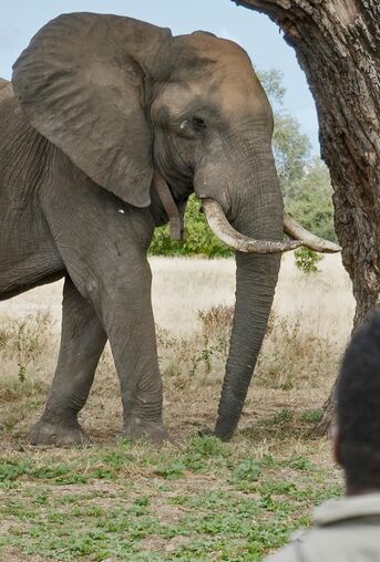 Elefant Manapools Simbabwe