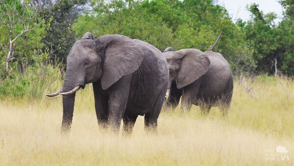 BestPlacesAfrica Botswana Elephant