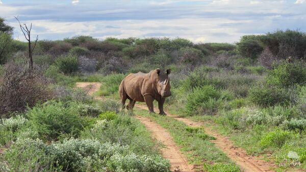 BestPlacesAfrica Namibia Rhino