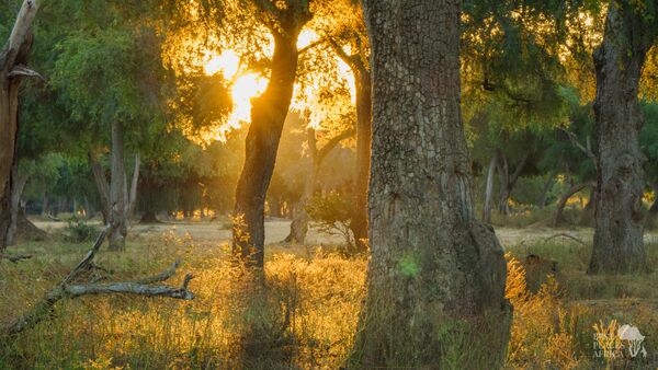 BestPlacesAfrica Simbabwe Mana Pools NP My Best Place