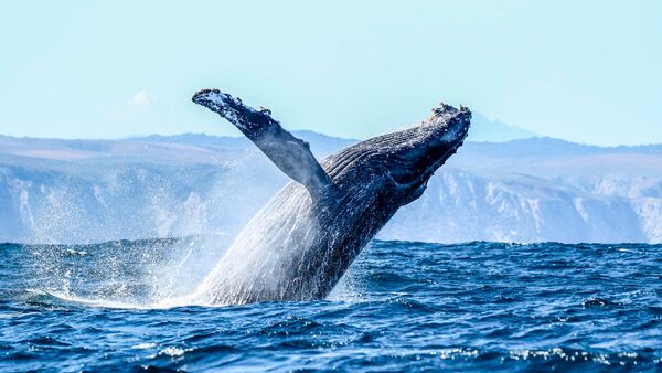 BestPlacesAfrica Suedafrika Krysna Wale Watching