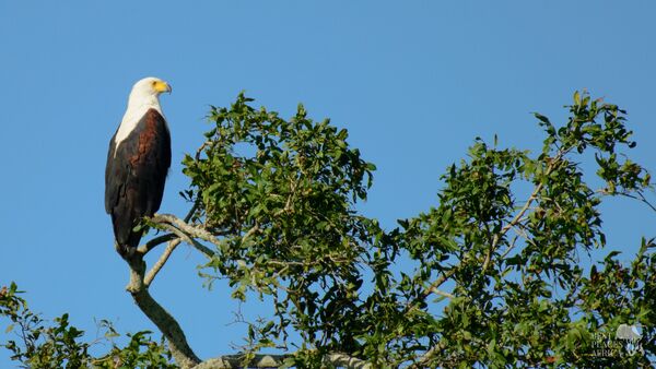 BestPlacesAfrica Suedafrika Weisskopfseeadler