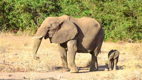 BestPlacesAfrica Namibia Elephant