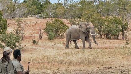 Elephant Manapools Africa