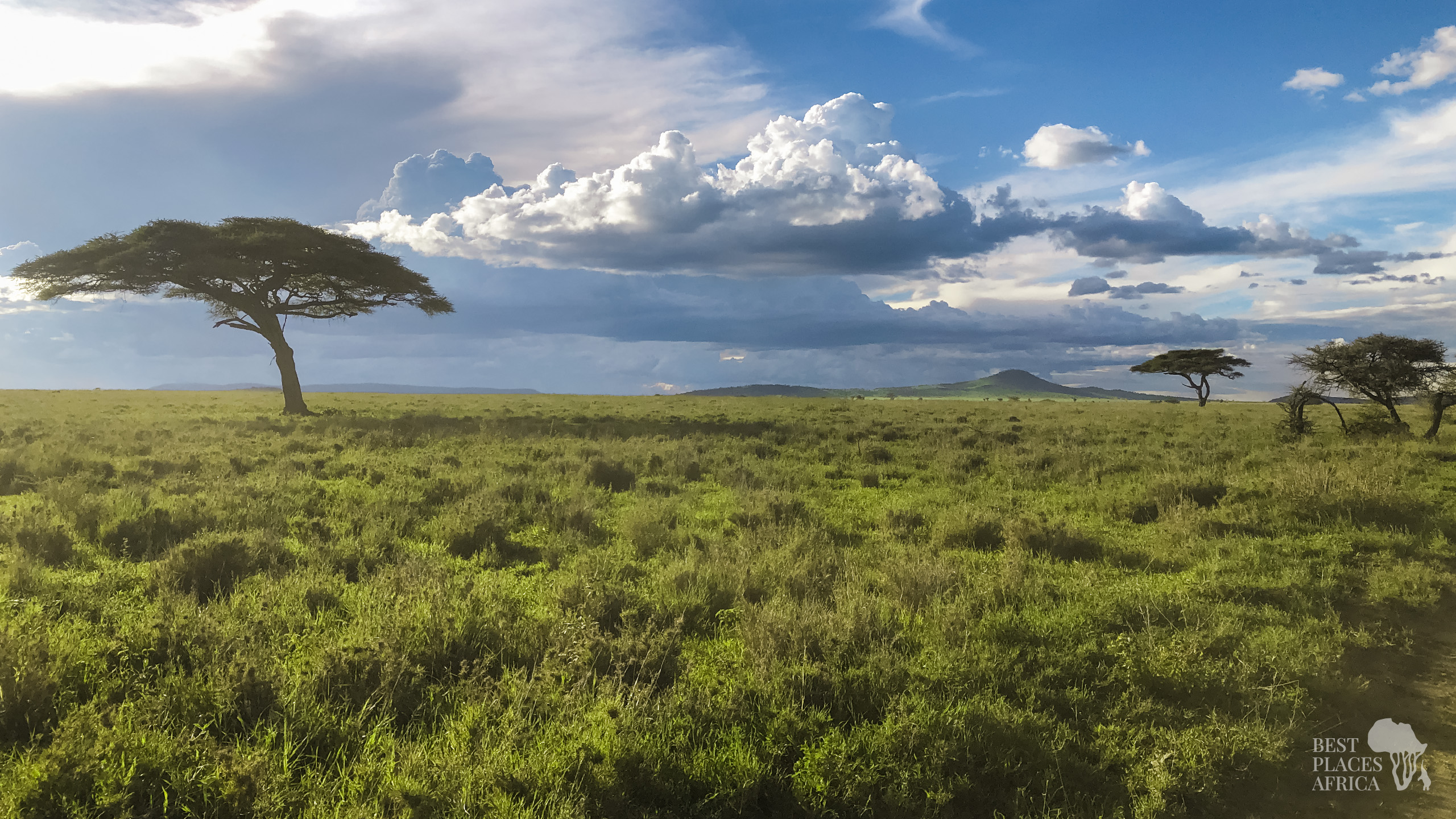 BestPlacesAfrica Tansania Serengeti Trees