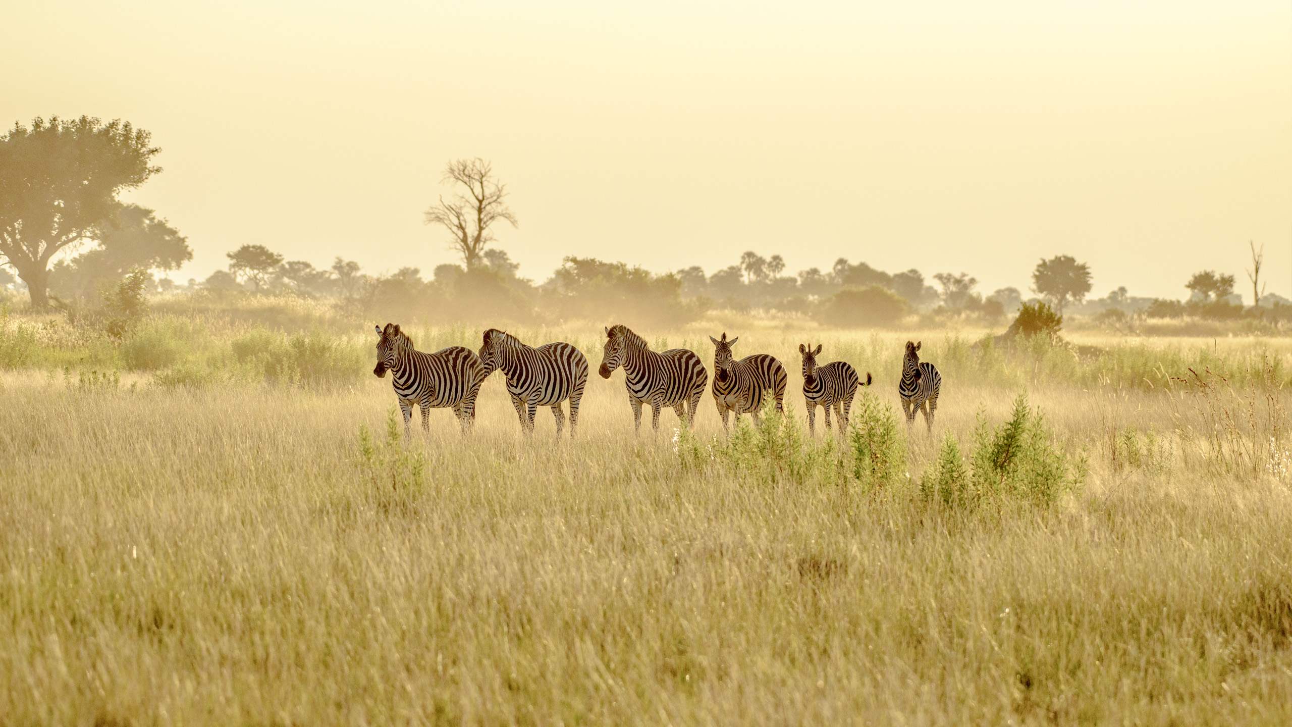Header BestPlacesAfrica Botswana Select Zebras Reihe