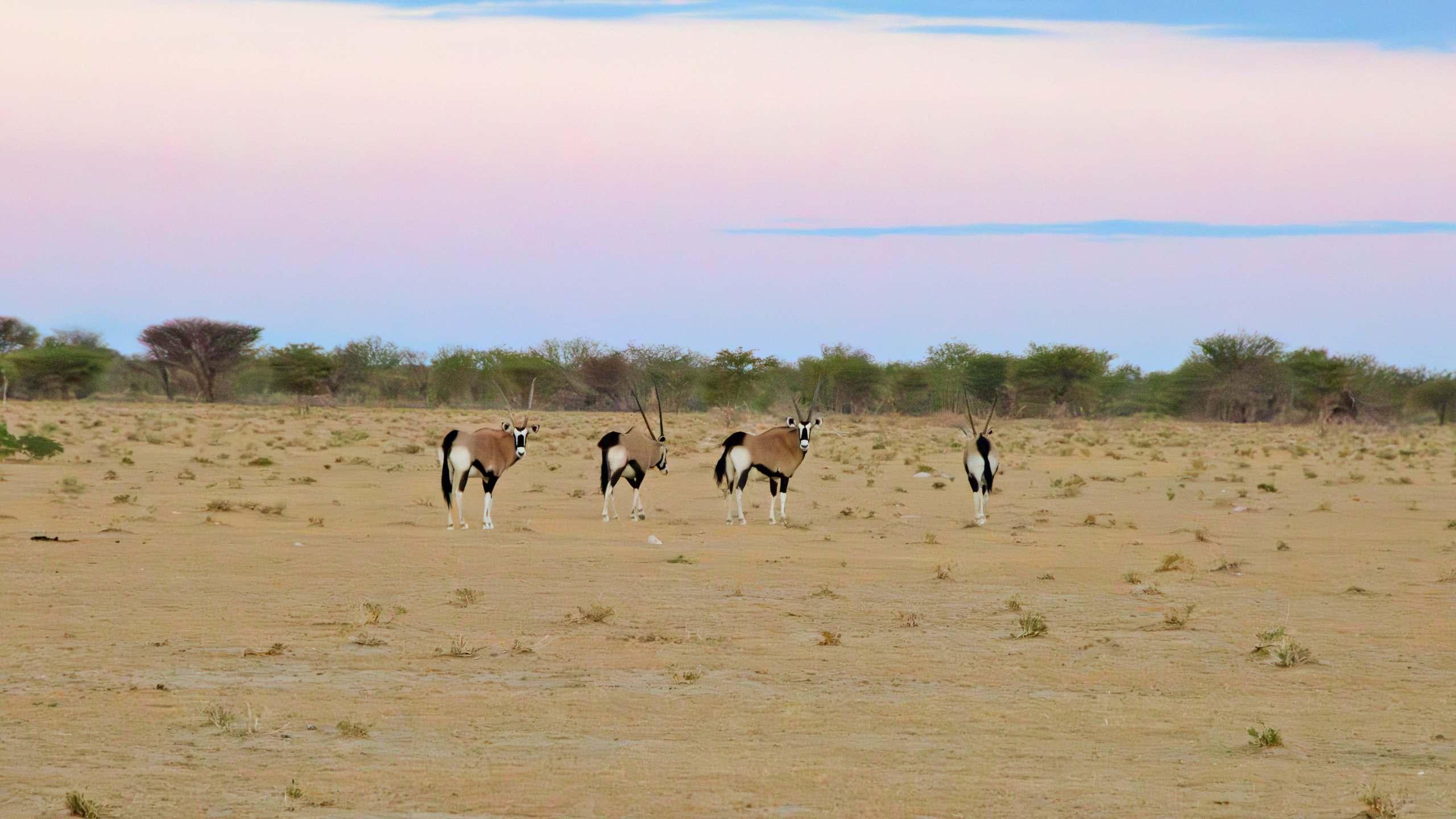 Header BestPlacesAfrica Namibia Experience Oryx