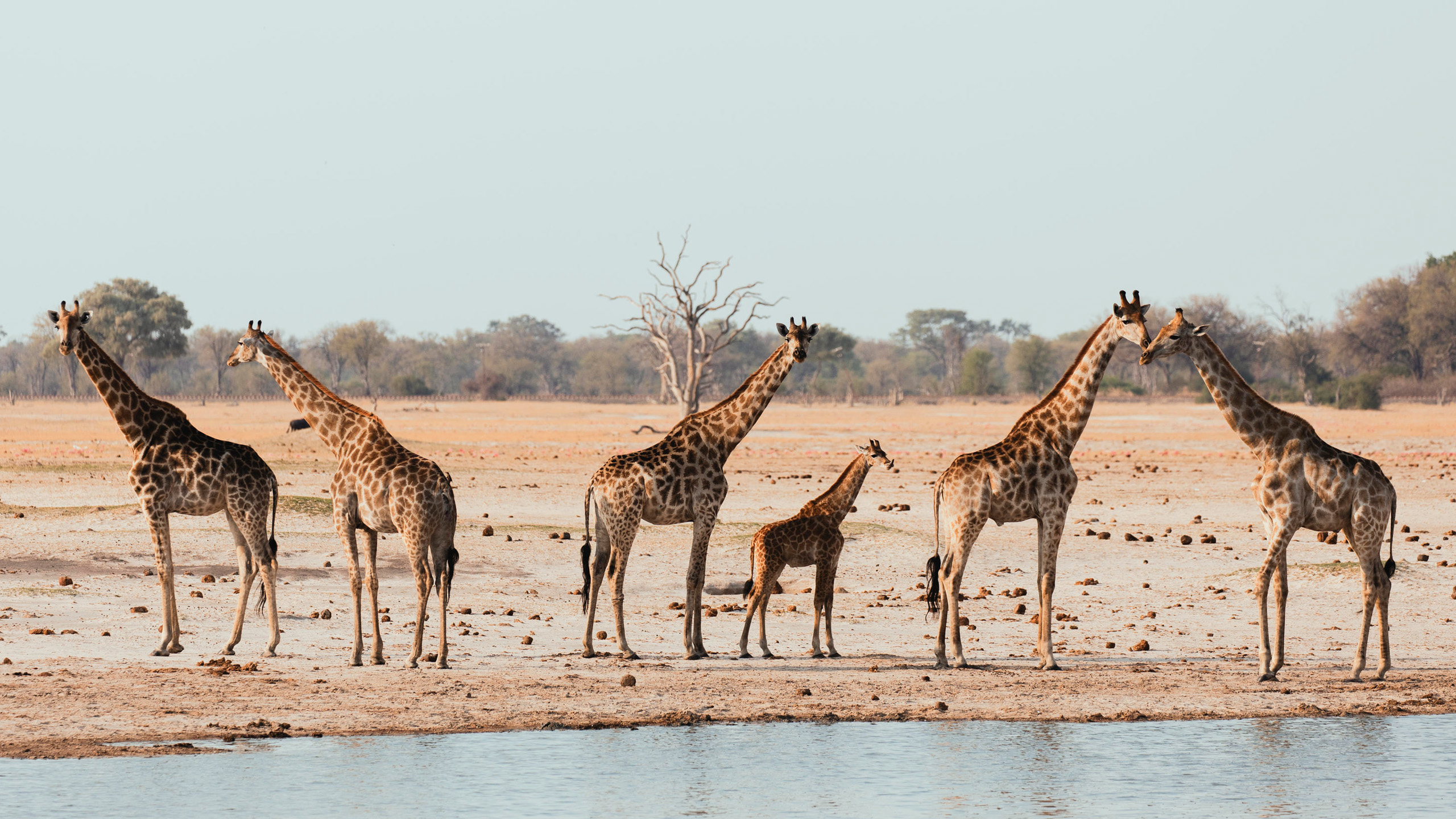 Header BestPlacesAfrica Simbabwe Select Wilderness Giraffen